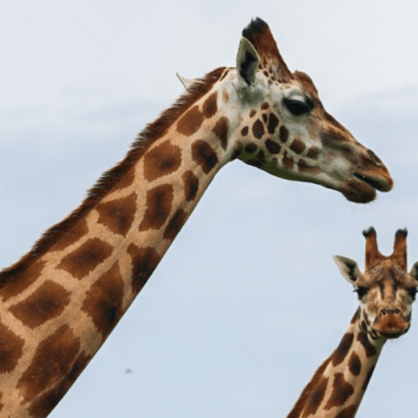 Zwei Giraffen im GIVSKUD ZOO