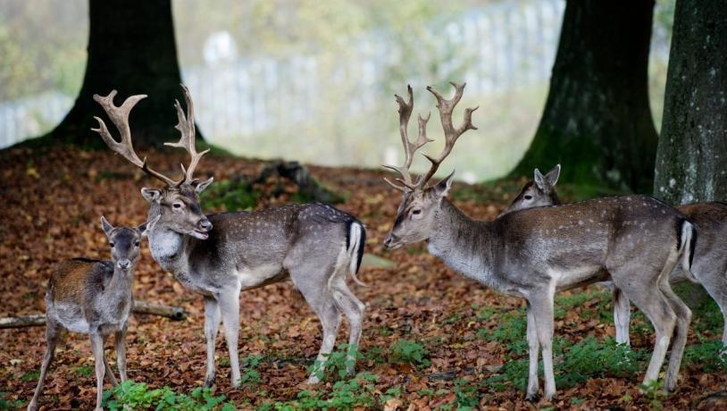 Hirsche im Dyrehaven in Nørreskoven an einem Herbsttag