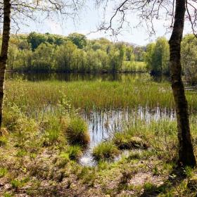 Naturen ved Gudenåens og Skjern Ås udspring