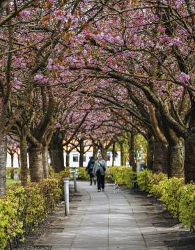 Die Kirschbäume am Boulevarden blühen im Frühling